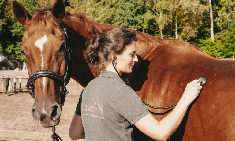 Pferdepraxis Alstertal - Pferdetierarzt in Hamburg- Chiropraktik