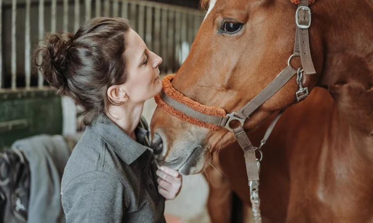 Pferdepraxis Alstertal - Pferdetierarzt in Hamburg- Chiropraktik