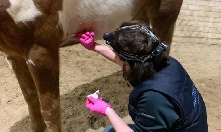 Pferdepraxis Alstertal - Pferdetierarzt in Hamburg- Chiropraktik