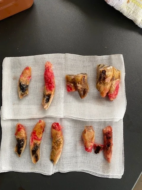 Pferdepraxis Alstertal - Pferdetierarzt in Hamburg- Chiropraktik