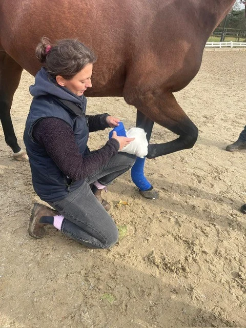 Pferdepraxis Alstertal - Pferdetierarzt in Hamburg- Chiropraktik