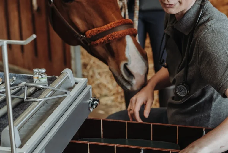 Pferdepraxis Alstertal - Pferdetierarzt in Hamburg- Chiropraktik