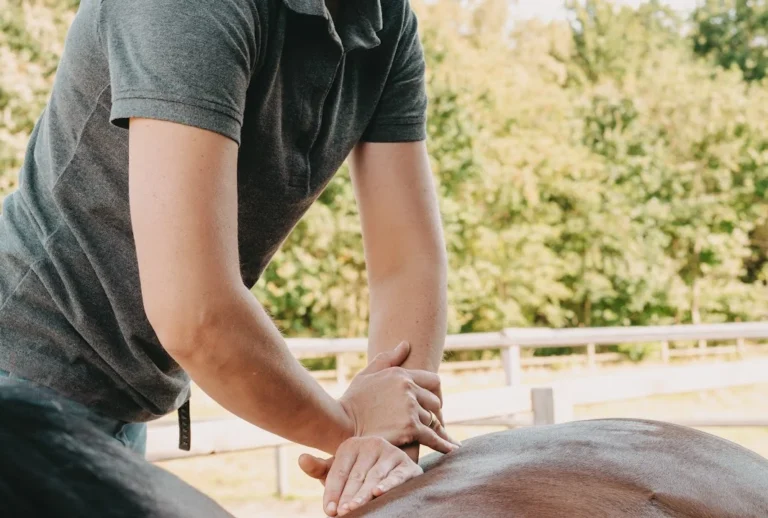 Pferdepraxis Alstertal - Pferdetierarzt in Hamburg- Chiropraktik