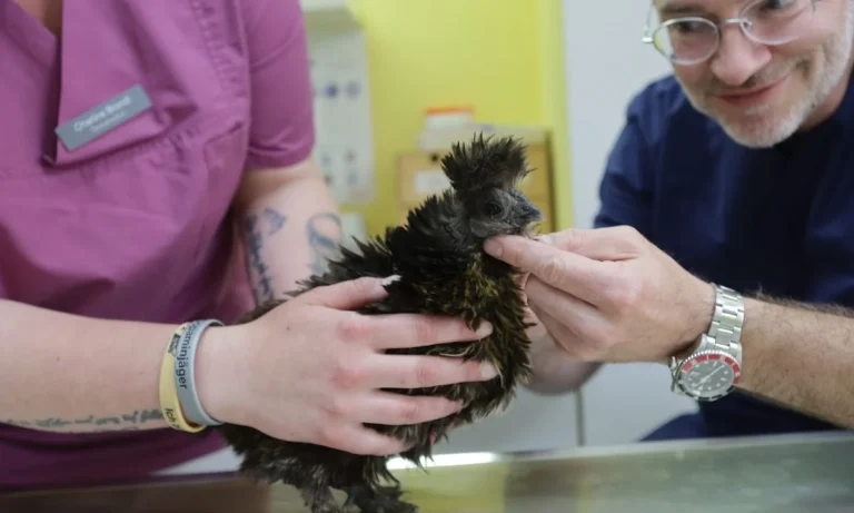 Praxis Dr. med. vet. Kim Oliver Heckers - Praxis für Kleintiere, Vögel & Reptilien - Kiel