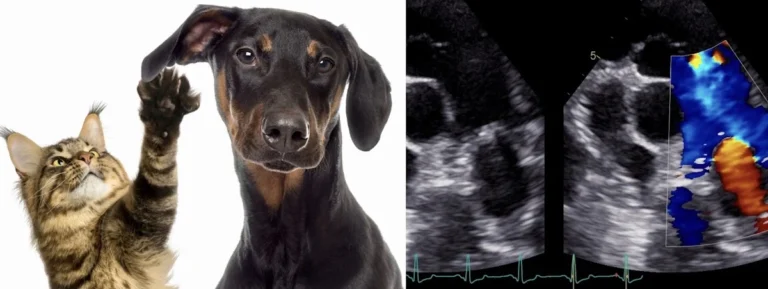 Praxis für KLEINTIER - KARDIOLOGIE - Dr. Nicole Sameluck - VetECHO