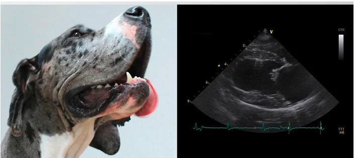 Praxis für KLEINTIER - KARDIOLOGIE - Dr. Nicole Sameluck - VetECHO