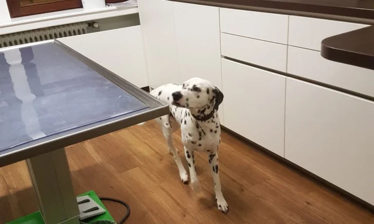 Praxis für Kleintiermedizin Dr. Götte