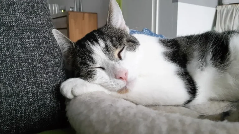 Praxis für Kleintiermedizin Dr. Götte