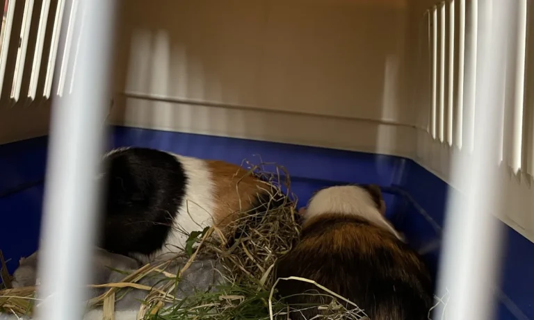Praxis für Kleintiermedizin Dr. Götte