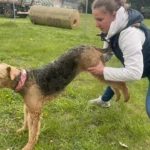 Pro Tiergesundheit- Tierphysiotherapie/-osteopathie, Tierheilpraktiker