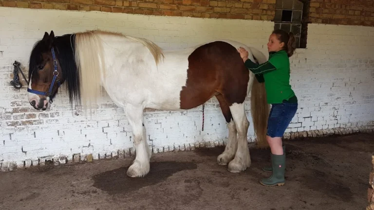 Pro Tiergesundheit- Tierphysiotherapie/-osteopathie, Tierheilpraktiker