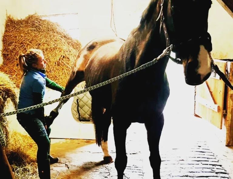 Pro Tiergesundheit- Tierphysiotherapie/-osteopathie, Tierheilpraktiker