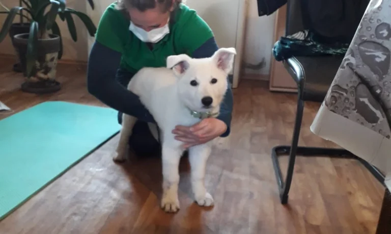 Pro Tiergesundheit- Tierphysiotherapie/-osteopathie, Tierheilpraktiker