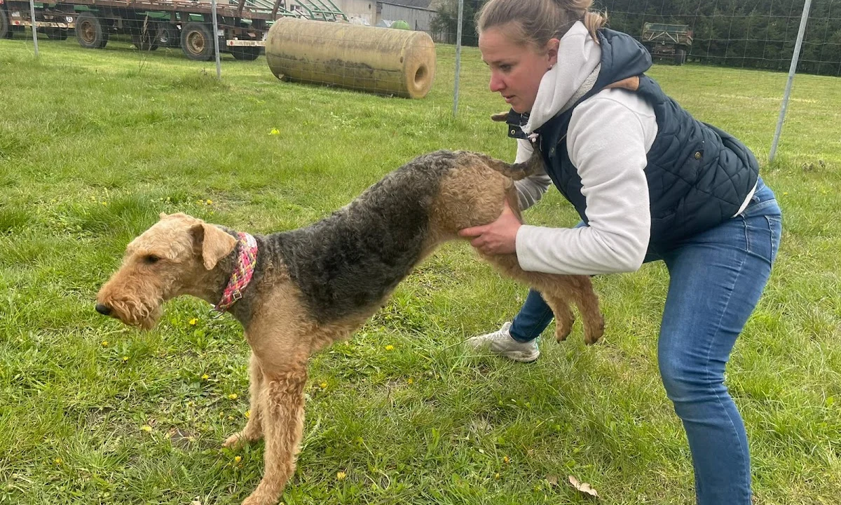 Tierarzt Pro Tiergesundheit- Tierphysiotherapie/-osteopathie, Tierheilpraktiker Rostock