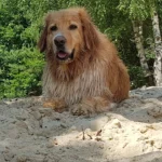 Rafael Melner-Biniszkiewicz