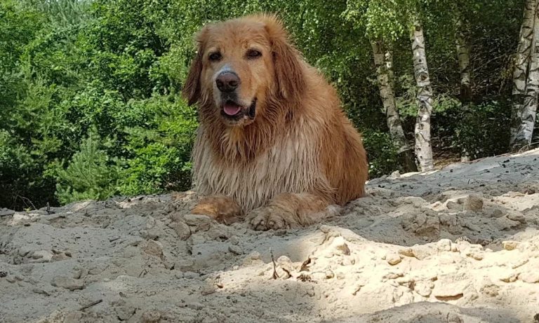 Rafael Melner-Biniszkiewicz