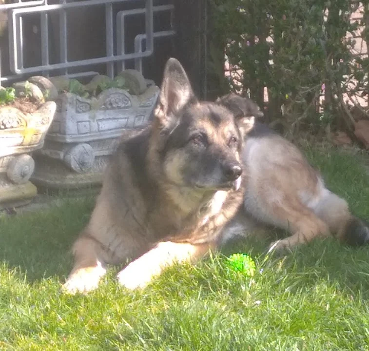 Rafael Melner-Biniszkiewicz