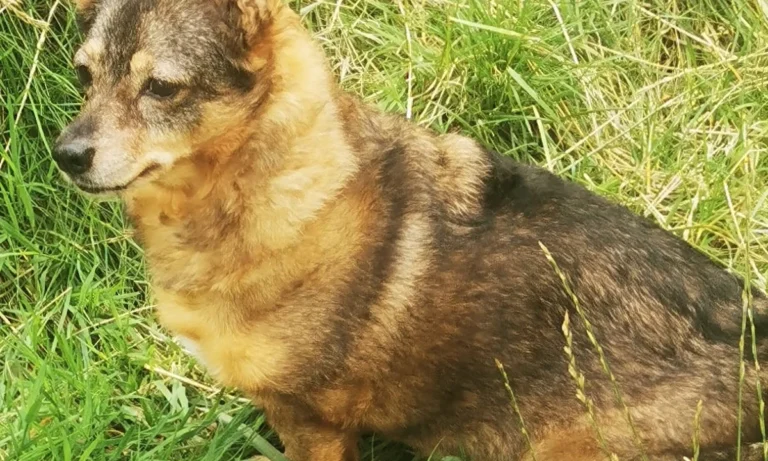 Rafael Melner-Biniszkiewicz