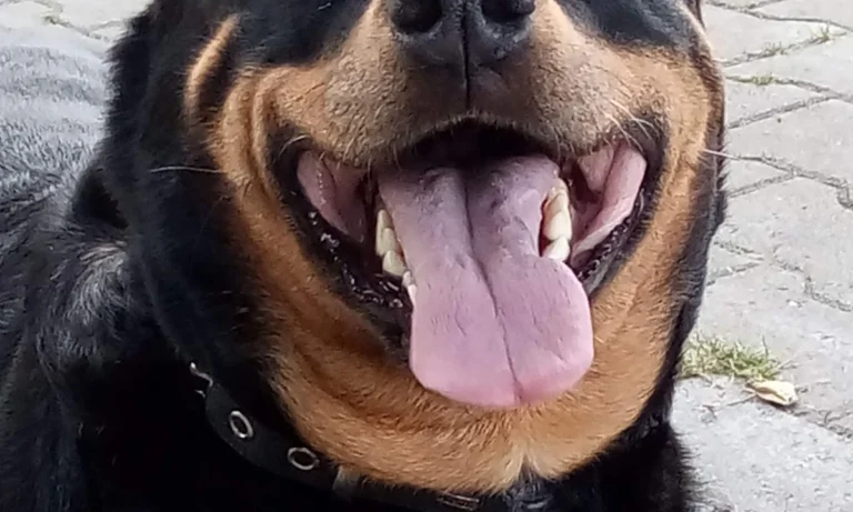 Rafael Melner-Biniszkiewicz