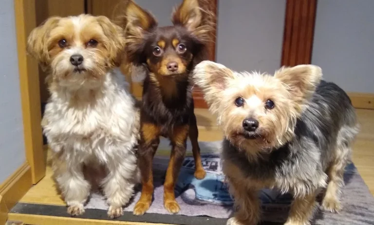 Rafael Melner-Biniszkiewicz