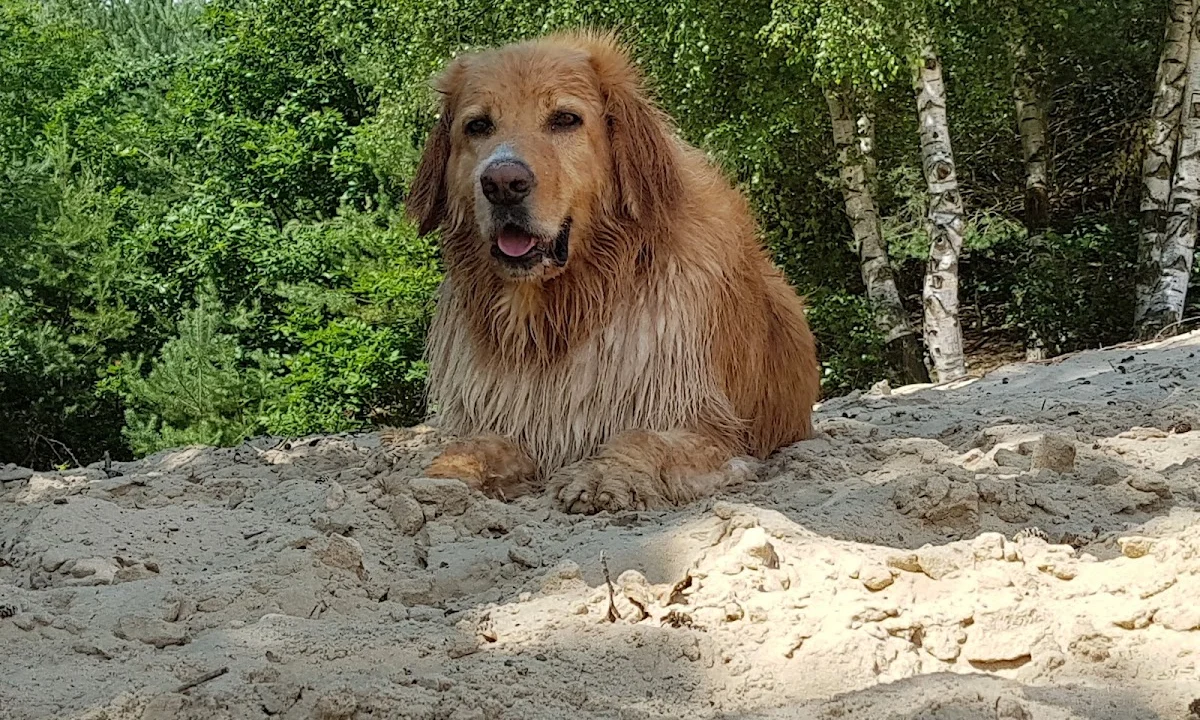 Tierarzt Rafael Melner-Biniszkiewicz Gelsenkirchen