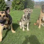 Reinhold Zude Tierarzt