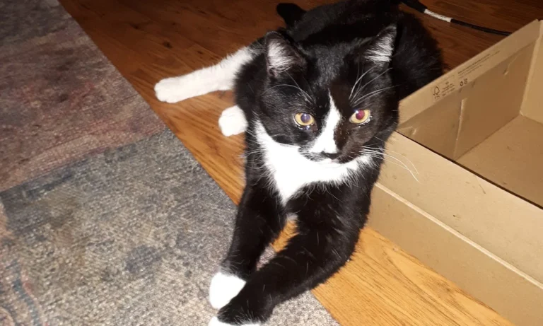 Reinhold Zude Tierarzt