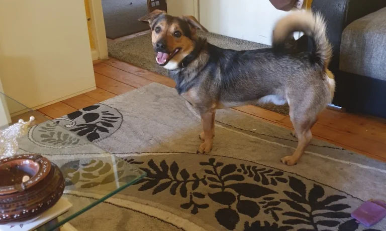 Reinhold Zude Tierarzt