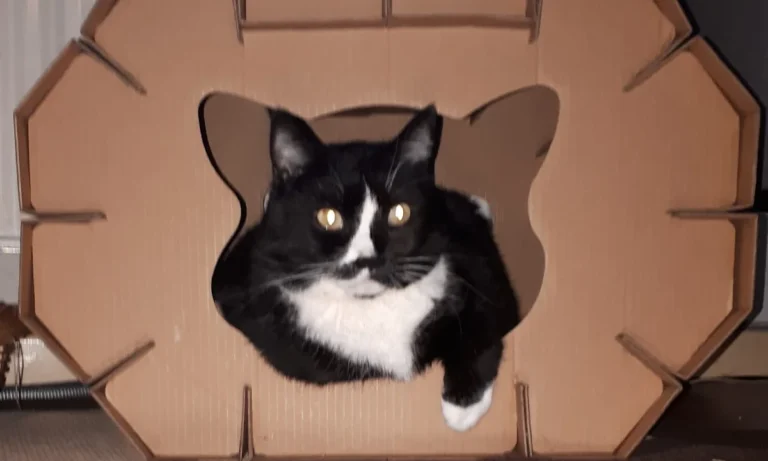 Reinhold Zude Tierarzt