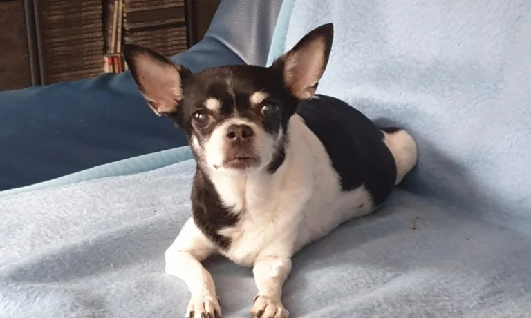 Reinhold Zude Tierarzt