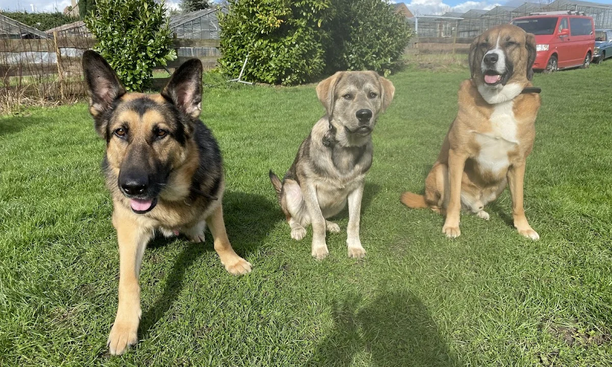 Tierarzt Reinhold Zude Tierarzt Düsseldorf