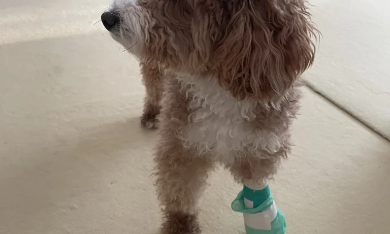 Rex Tierarztpraxis Hamburg-Ottensen