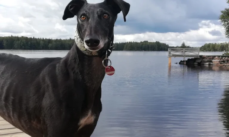 Rex Tierarztpraxis Hamburg-Ottensen