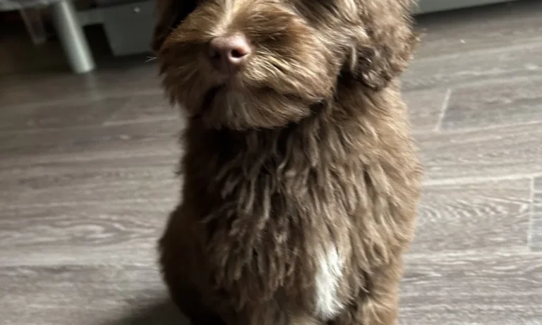 Rex Tierarztpraxis Hamburg-Ottensen