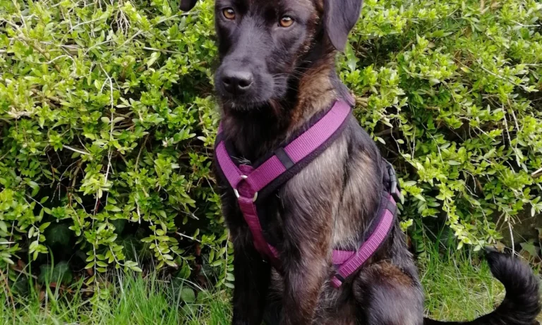 Rex Tierarztpraxis Hamburg-Ottensen