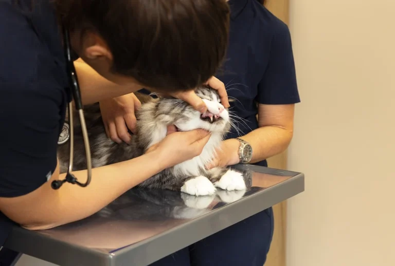 Rex Tierarztpraxis Hamburg-Winterhude