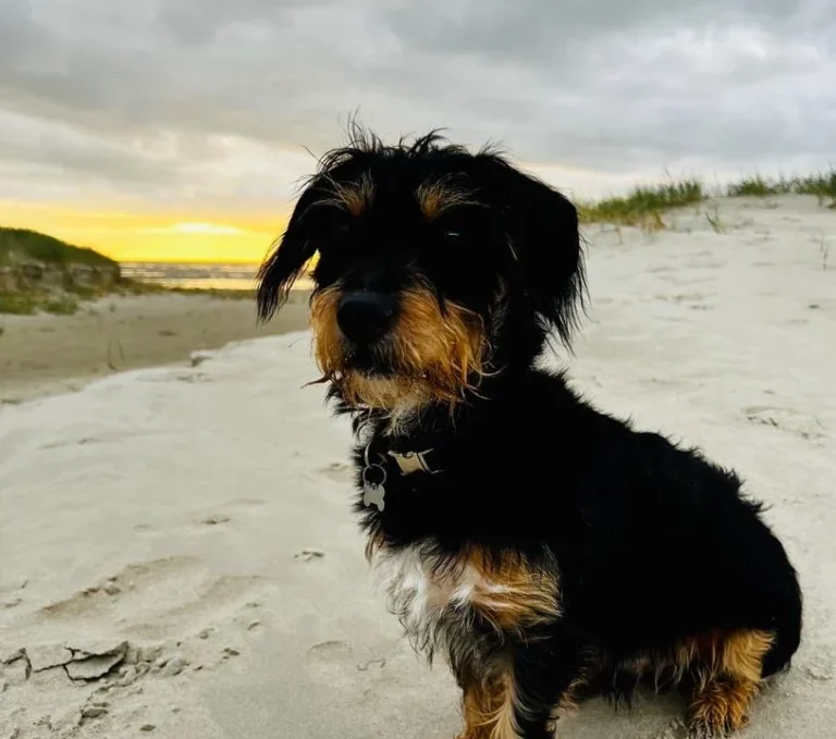 Rex Tierarztpraxis Hamburg-Winterhude