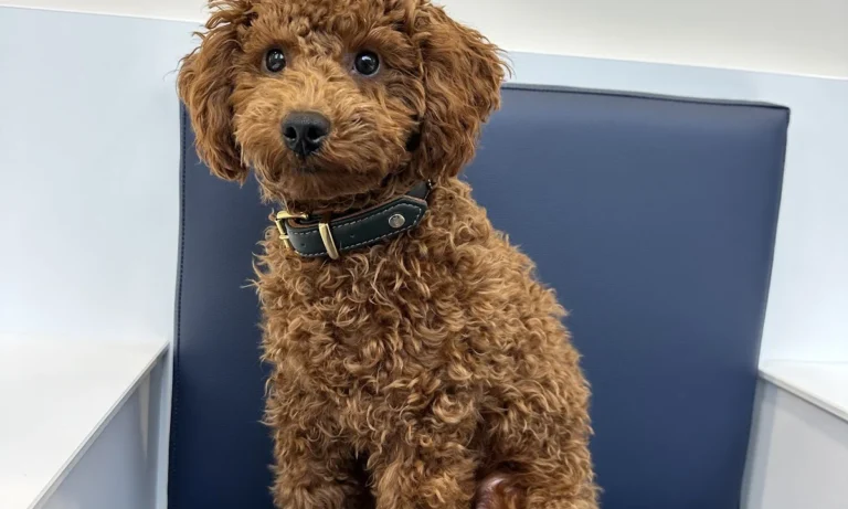 Rex Tierarztpraxis Hamburg-Winterhude