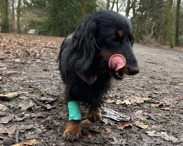 Rex Tierarztpraxis Hamburg-Winterhude