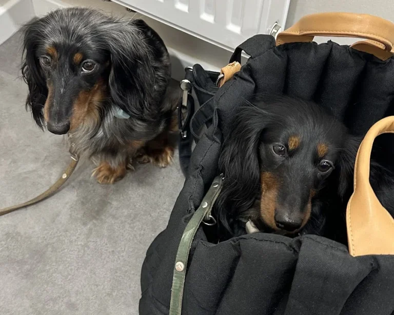 Rex Tierarztpraxis Hamburg-Winterhude