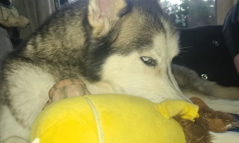 Rex Tierarztpraxis Hamburg-Winterhude