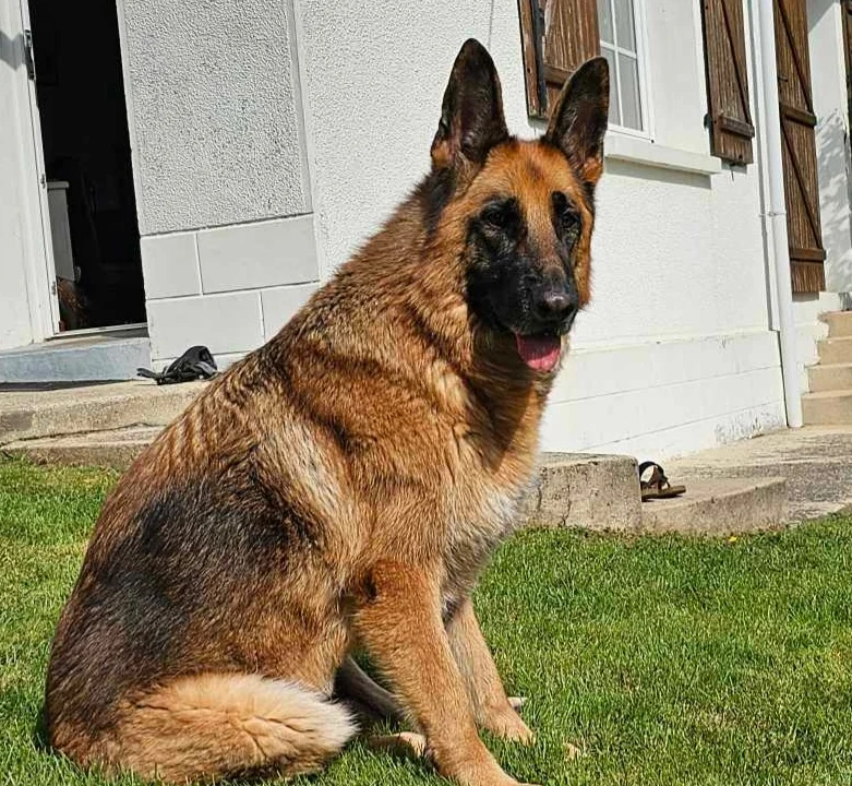 Tierarzt Riedel Ulf Dr. med. vet. Frankfurt