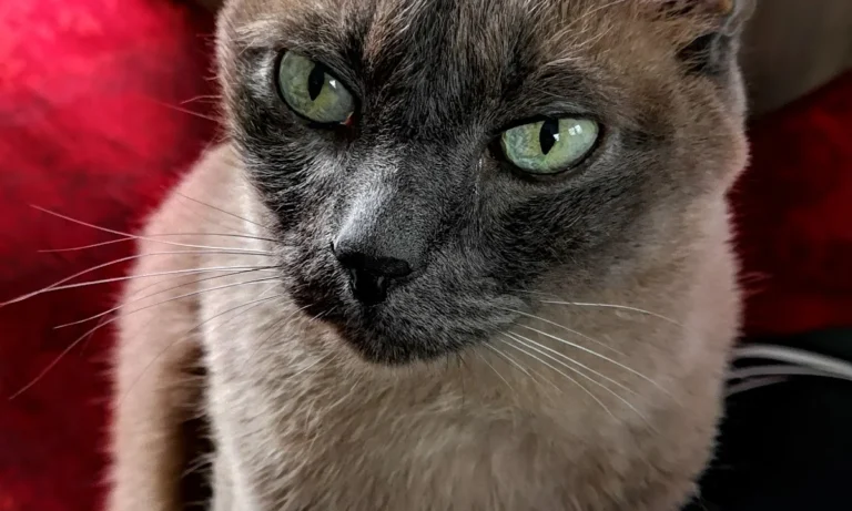 Silke Menne Kleintierpraxis