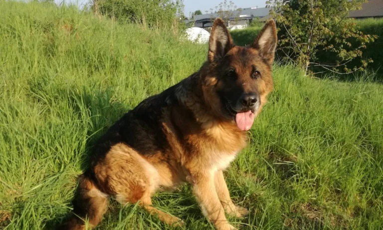 Silke Menne Kleintierpraxis