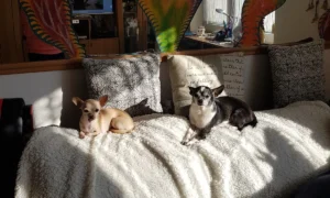 Silke Philipp Tierärztin