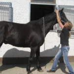 Sylke Barra Tierärztin und Chiropraxis