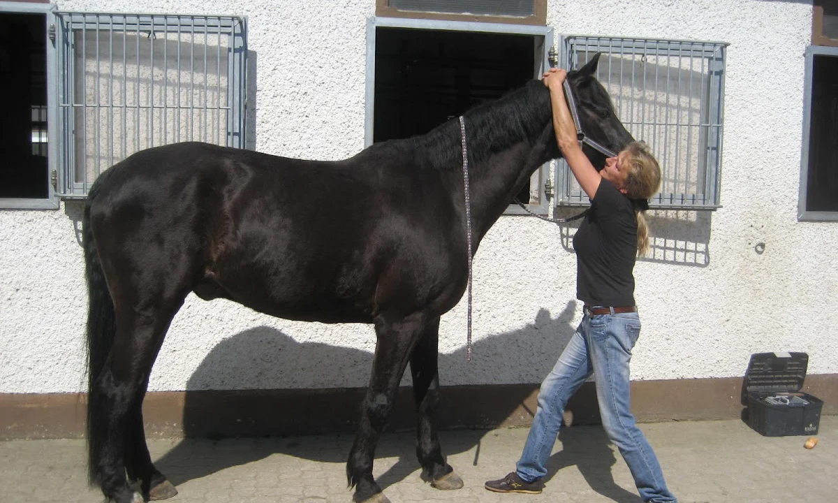 Tierarzt Sylke Barra Tierärztin und Chiropraxis Salzgitter