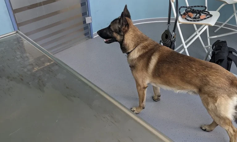 Tagesklinik für Kleintiere / Koch & Land