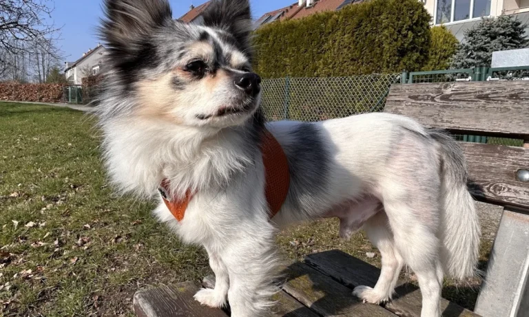 Tagesklinik für Kleintiere / Koch & Land