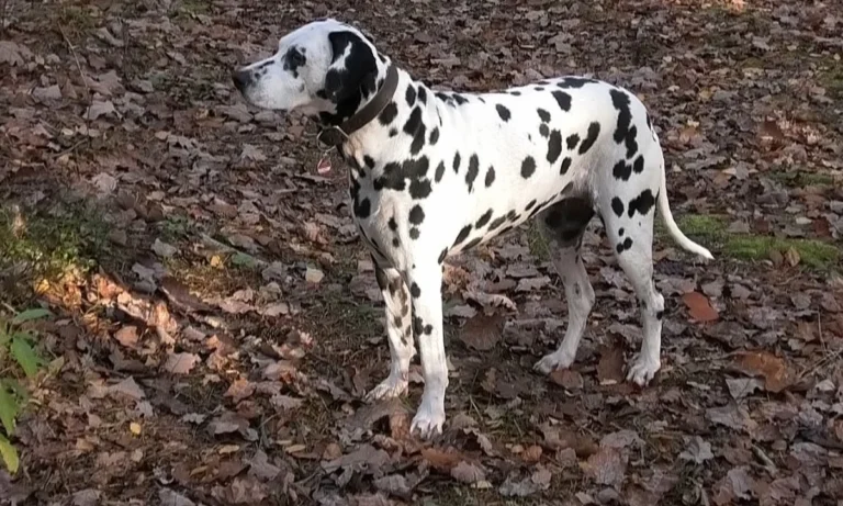 Tagesklinik für Kleintiere / Koch & Land